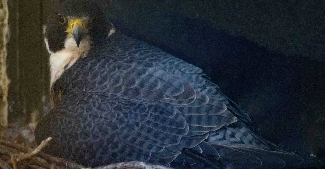 A peregrine falcon looking directly at the camera from its nest.