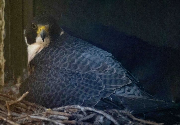 A peregrine falcon looking directly at the camera from its nest.