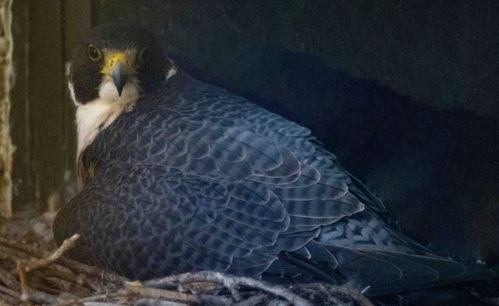 A peregrine falcon looking directly at the camera from its nest.