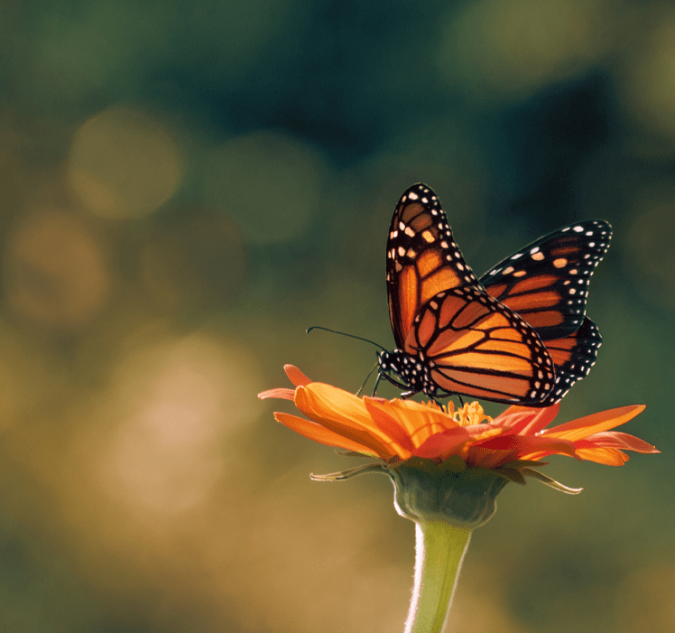 A monarch rests on a flower