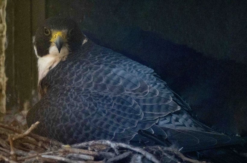 A peregrine falcon looking directly at the camera from its nest.